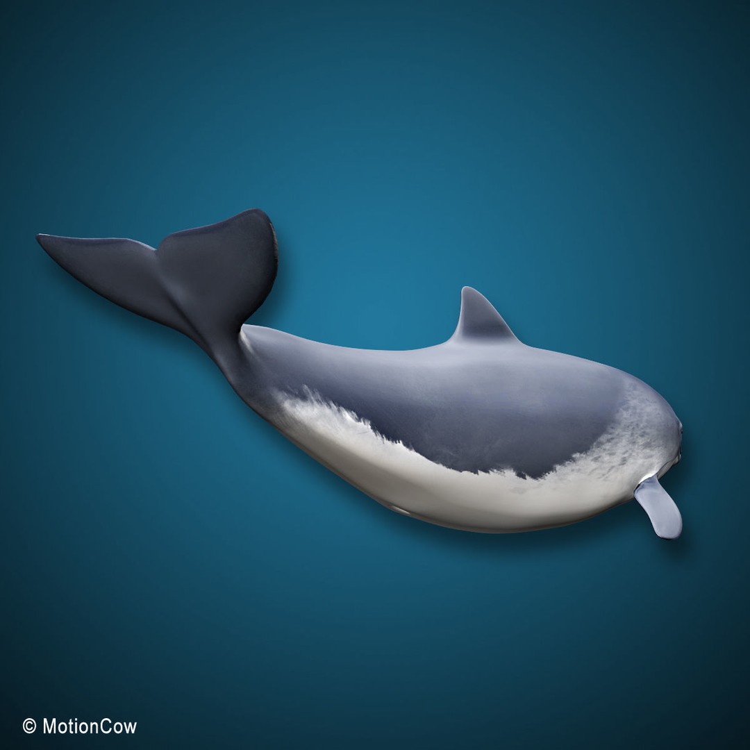 Harbour Porpoise 3D Model – Rigged and Animated, FBX, PBR Textures - View 11