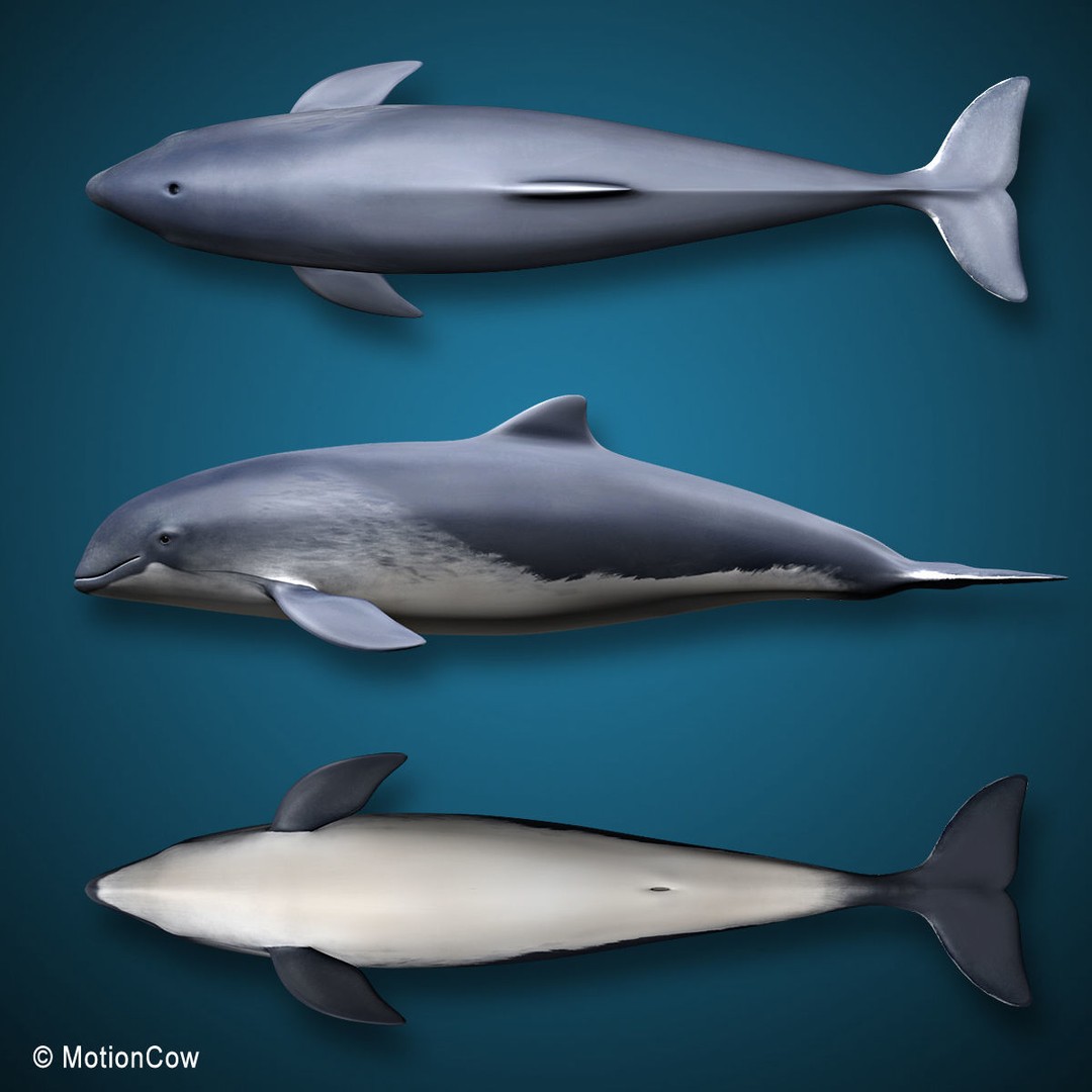 Harbour Porpoise 3D Model – Rigged and Animated, FBX, PBR Textures - View 12
