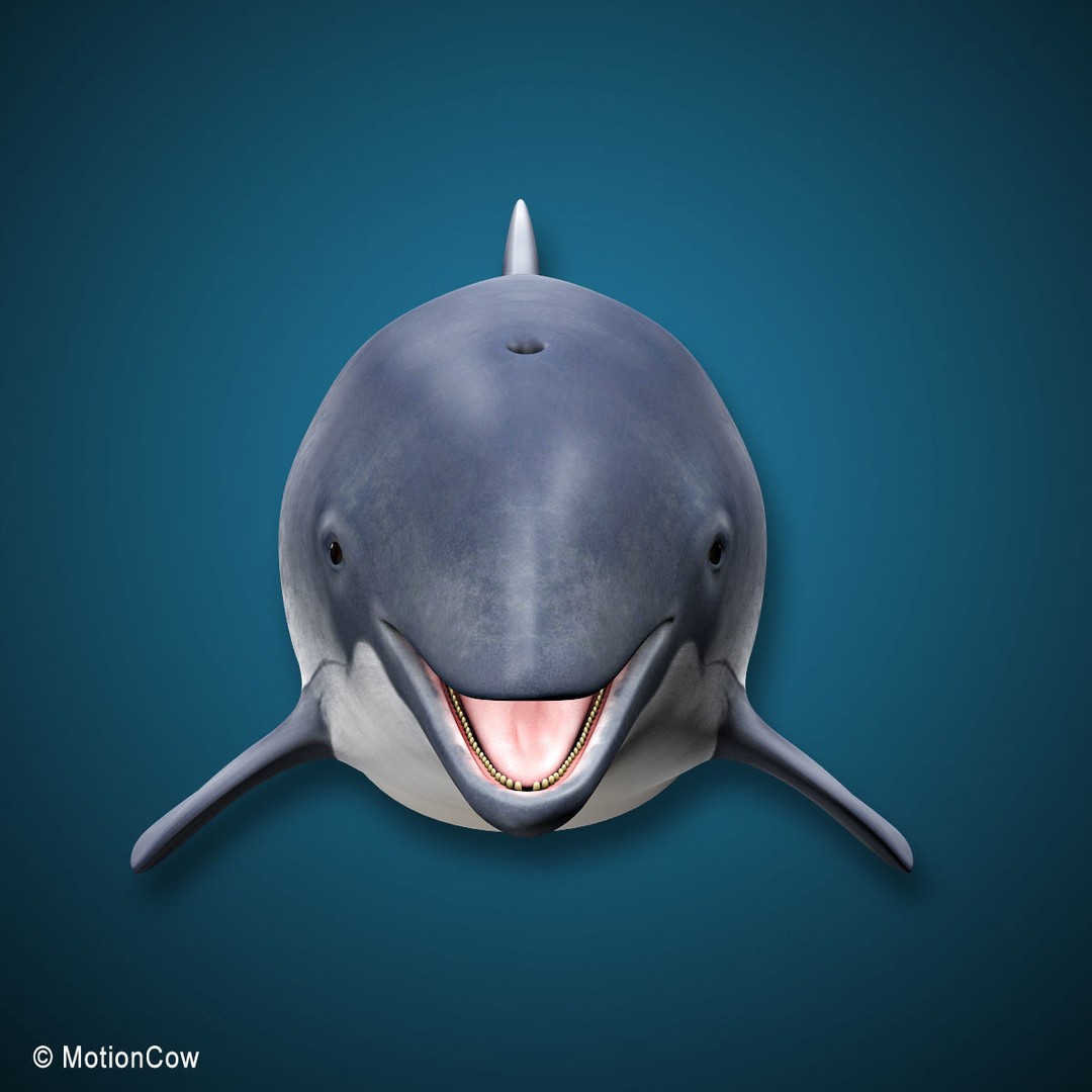 Harbour Porpoise 3D Model – Rigged and Animated, FBX, PBR Textures - View 13