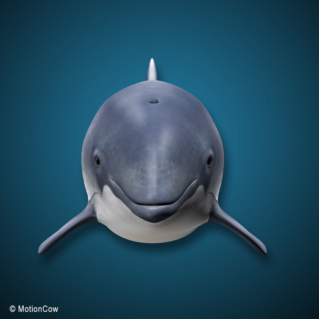 Harbour Porpoise 3D Model – Rigged and Animated, FBX, PBR Textures - View 14