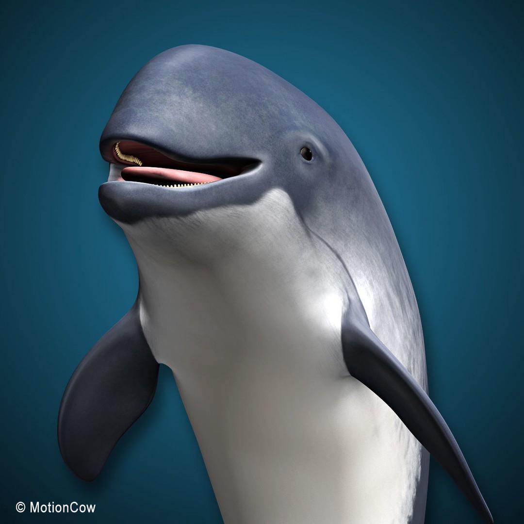 Harbour Porpoise 3D Model – Rigged and Animated, FBX, PBR Textures - View 15