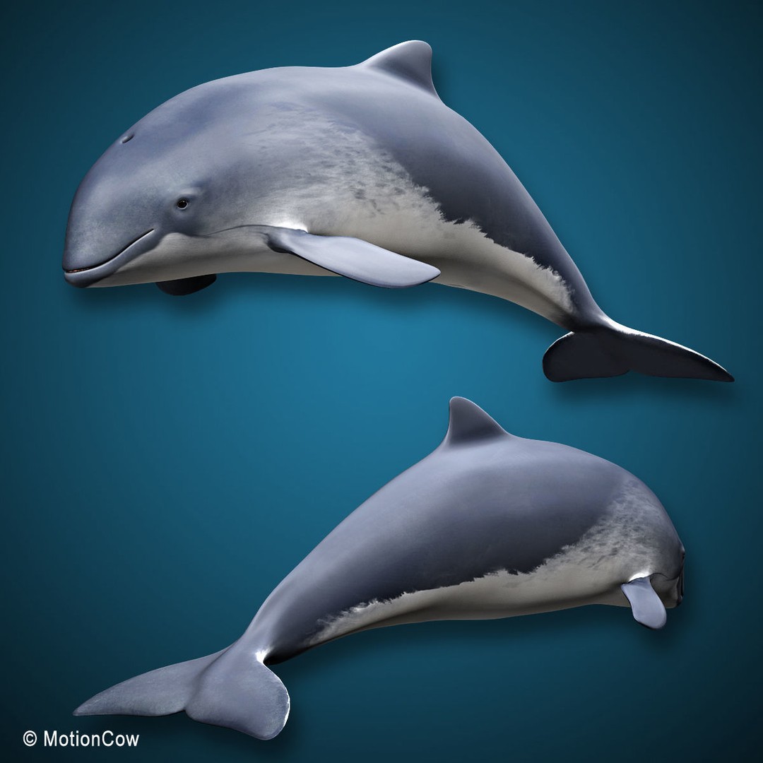 Harbour Porpoise 3D Model – Rigged and Animated, FBX, PBR Textures - View 16