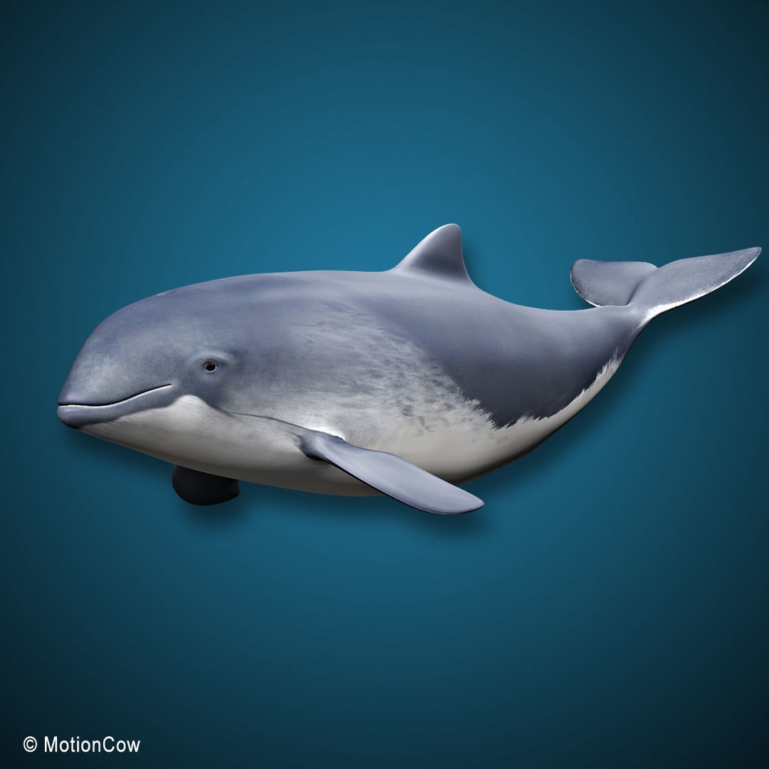 Harbour Porpoise 3D Model – Rigged and Animated, FBX, PBR Textures - View 17