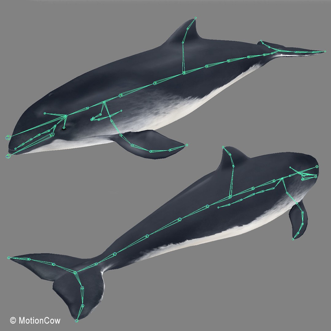 Harbour Porpoise 3D Model – Rigged and Animated, FBX, PBR Textures - View 18