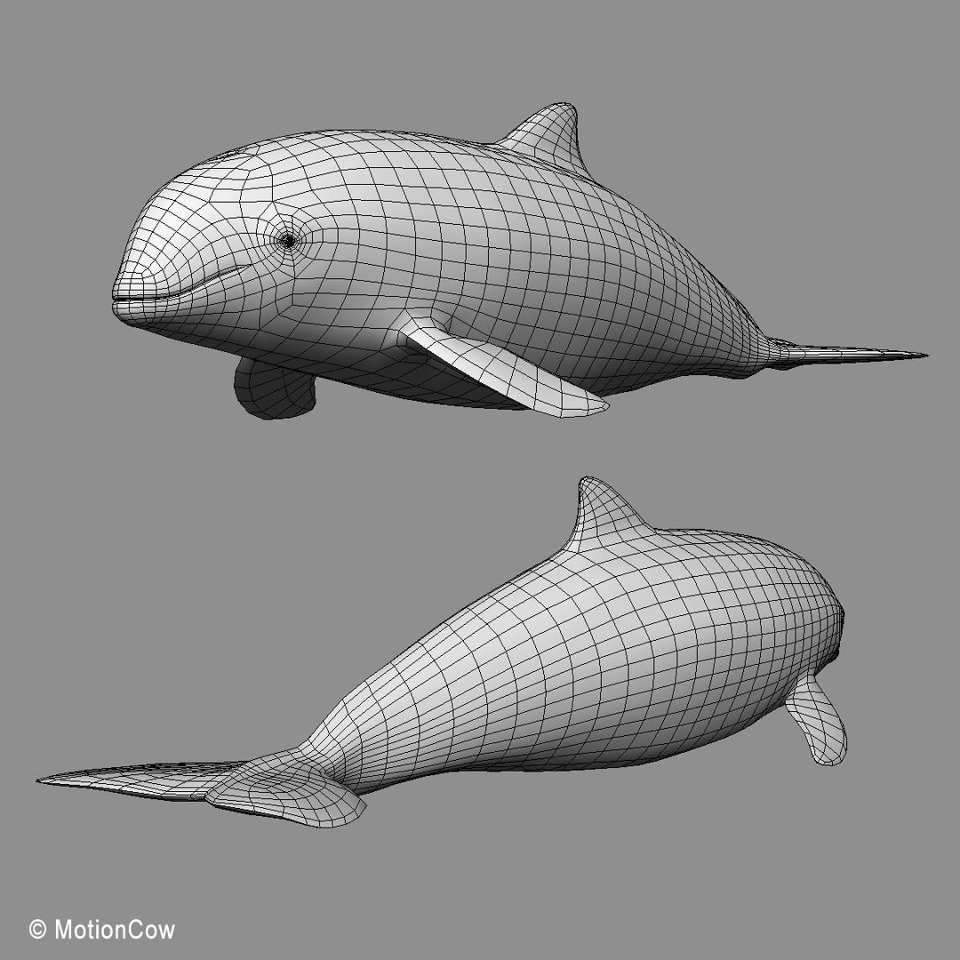 Harbour Porpoise 3D Model – Rigged and Animated, FBX, PBR Textures - View 19