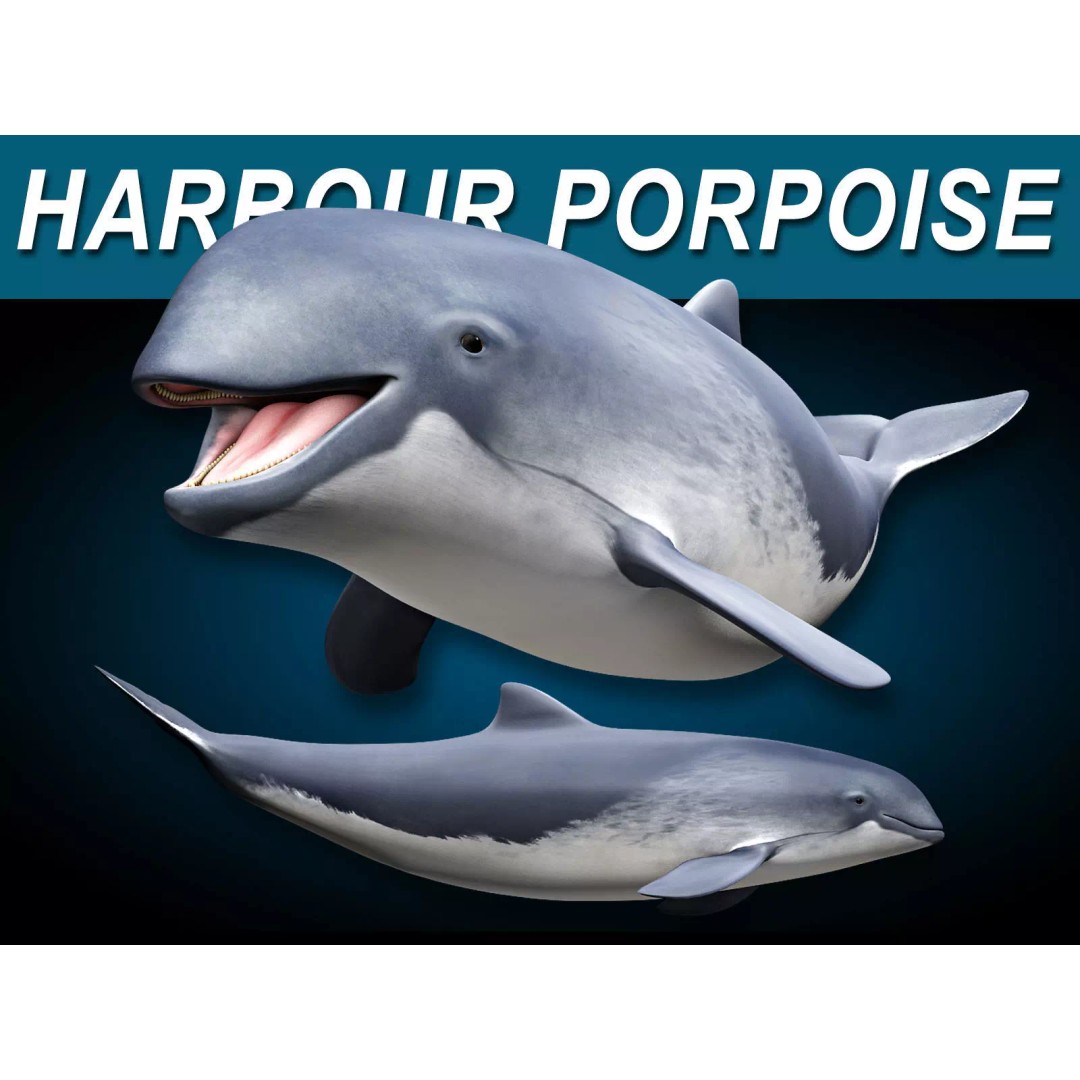 Harbour Porpoise 3D Model – Rigged and Animated, FBX, PBR Textures - View 2