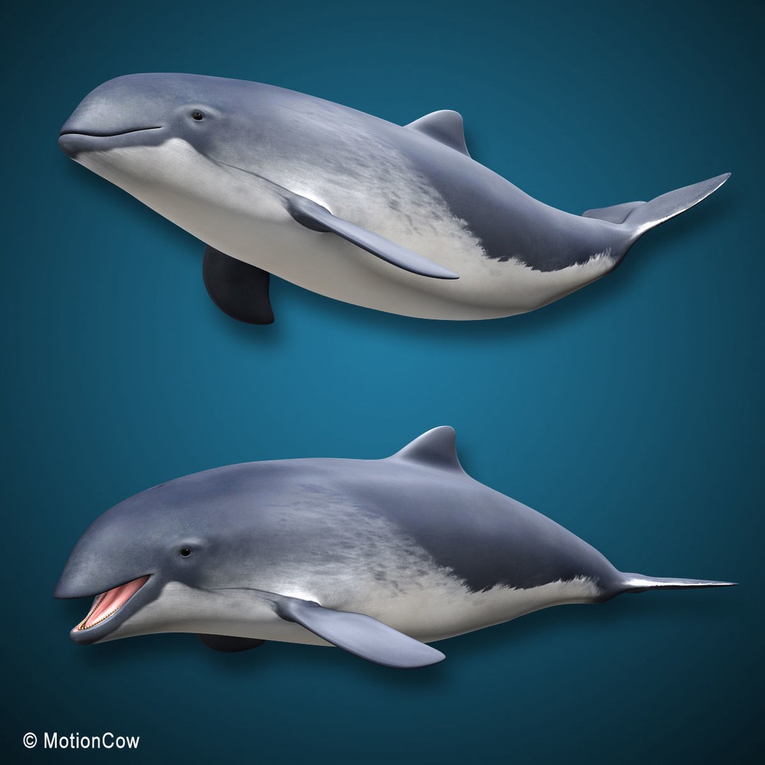 Harbour Porpoise 3D Model – Rigged and Animated, FBX, PBR Textures - View 3