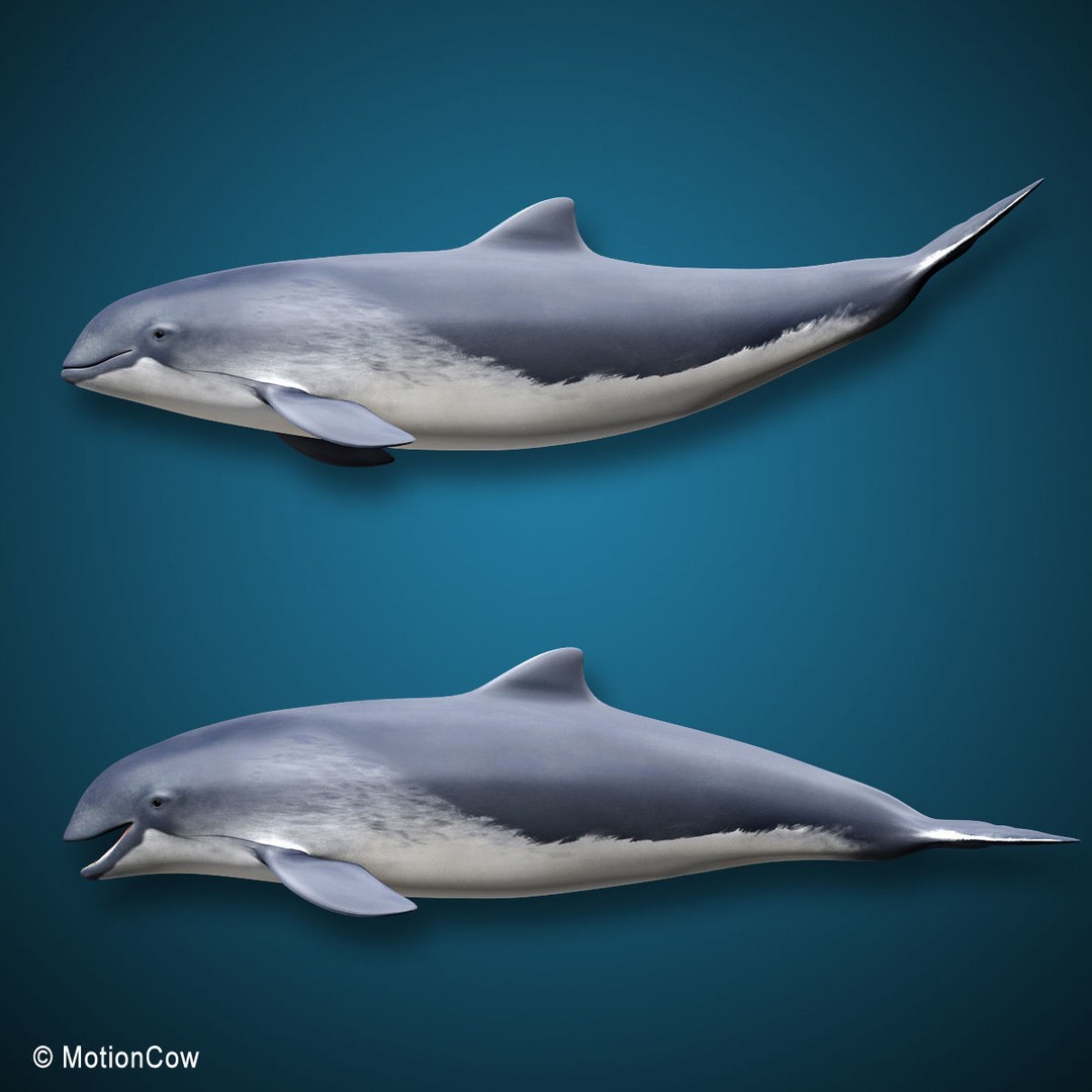 Harbour Porpoise 3D Model – Rigged and Animated, FBX, PBR Textures - View 4