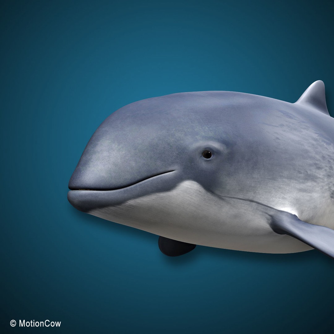 Harbour Porpoise 3D Model – Rigged and Animated, FBX, PBR Textures - View 5