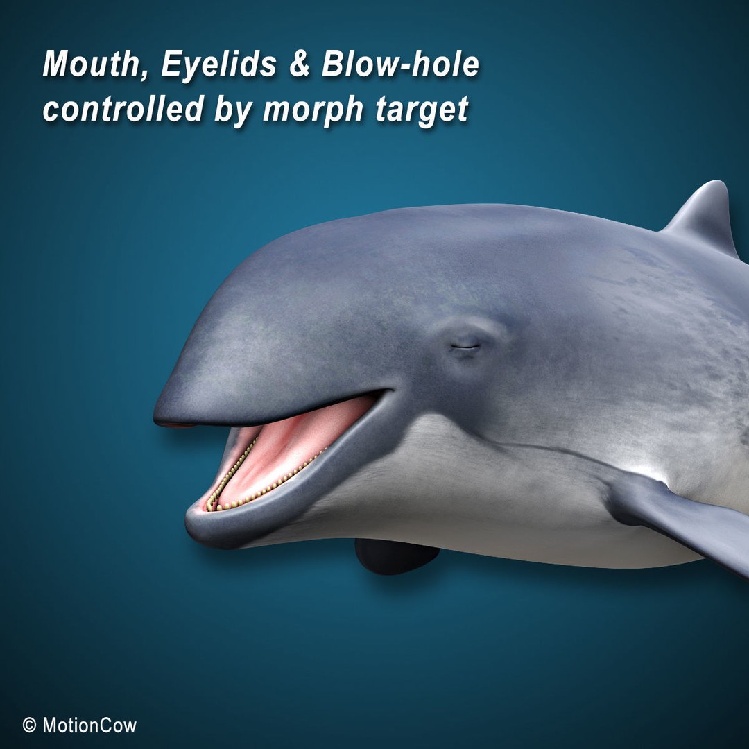 Harbour Porpoise 3D Model – Rigged and Animated, FBX, PBR Textures - View 6