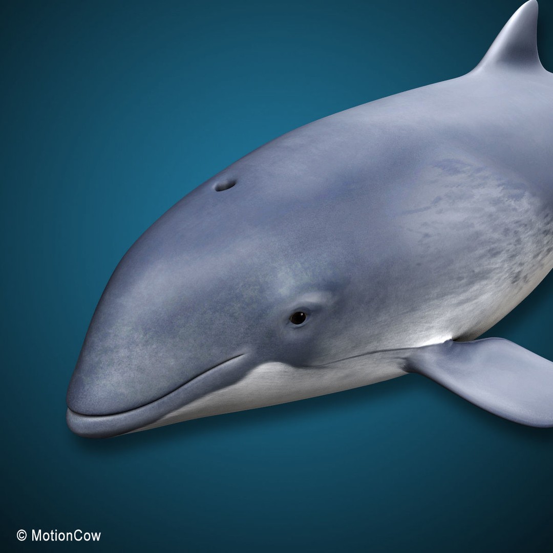 Harbour Porpoise 3D Model – Rigged and Animated, FBX, PBR Textures - View 7