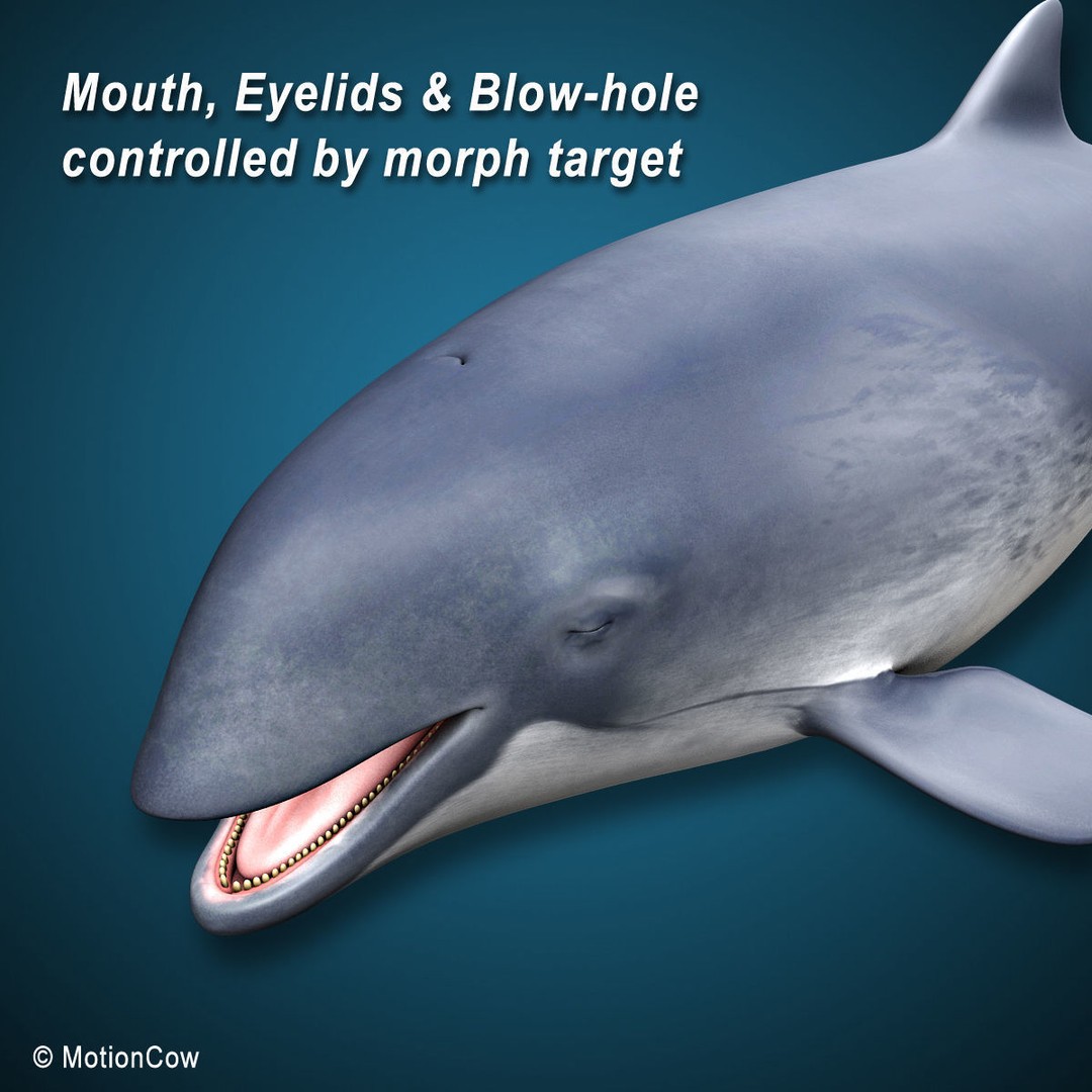 Harbour Porpoise 3D Model – Rigged and Animated, FBX, PBR Textures - View 8