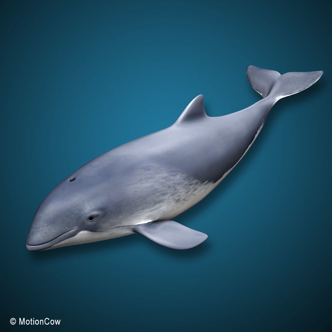 Harbour Porpoise 3D Model – Rigged and Animated, FBX, PBR Textures - View 9