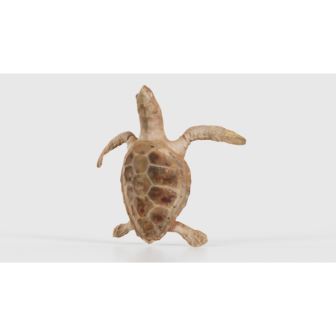 Sea Turtle 3D Model – Low Poly Game Asset, PBR Textures, FBX