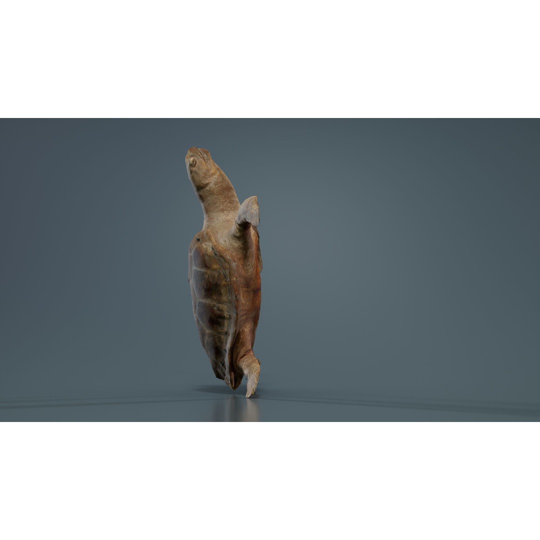 Sea Turtle 3D Model – Low Poly Game Asset, PBR Textures, FBX - View 10