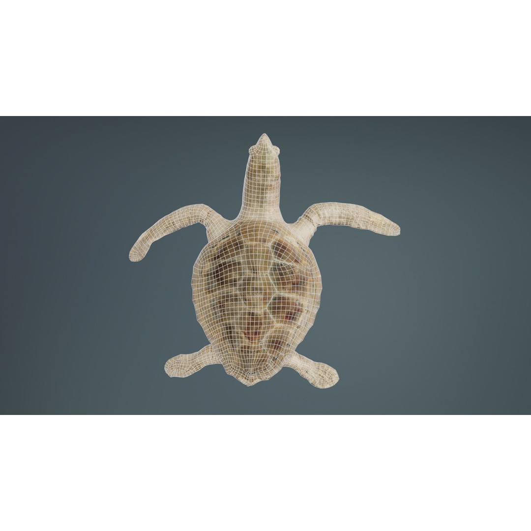 Sea Turtle 3D Model – Low Poly Game Asset, PBR Textures, FBX - View 11