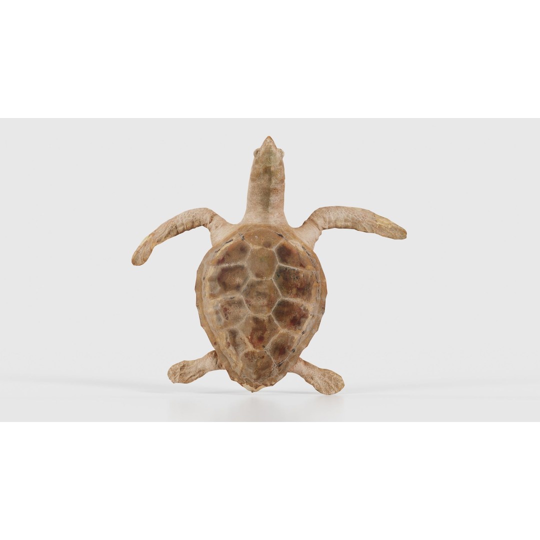 Sea Turtle 3D Model – Low Poly Game Asset, PBR Textures, FBX - View 17