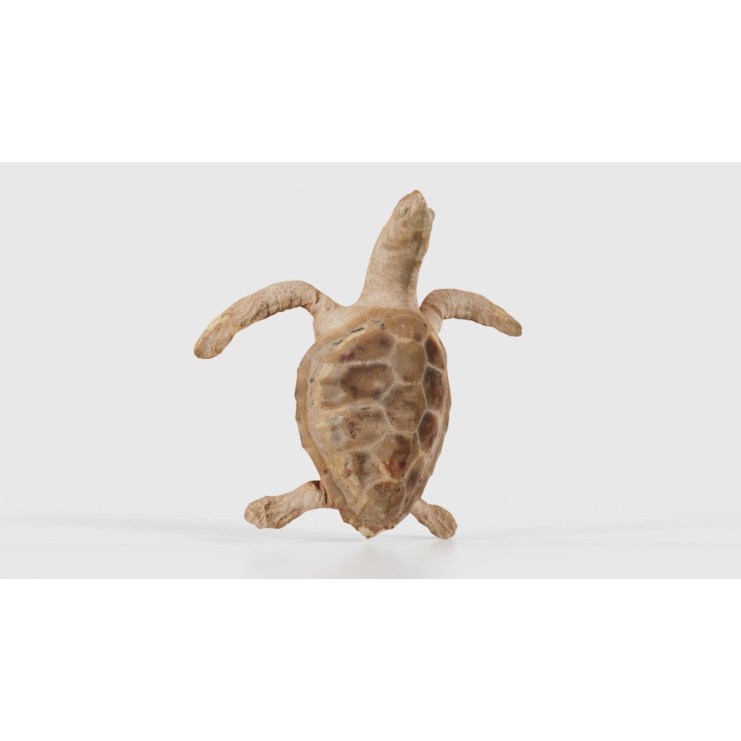Sea Turtle 3D Model – Low Poly Game Asset, PBR Textures, FBX - View 18
