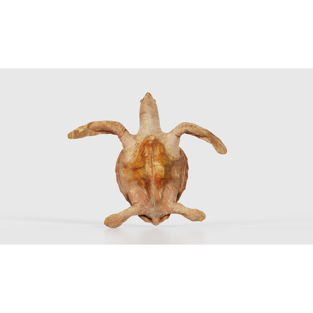 Sea Turtle 3D Model – Low Poly Game Asset, PBR Textures, FBX - View 23