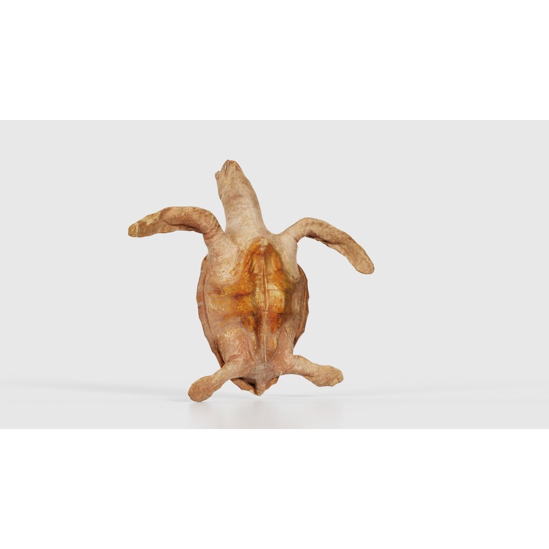 Sea Turtle 3D Model – Low Poly Game Asset, PBR Textures, FBX - View 24