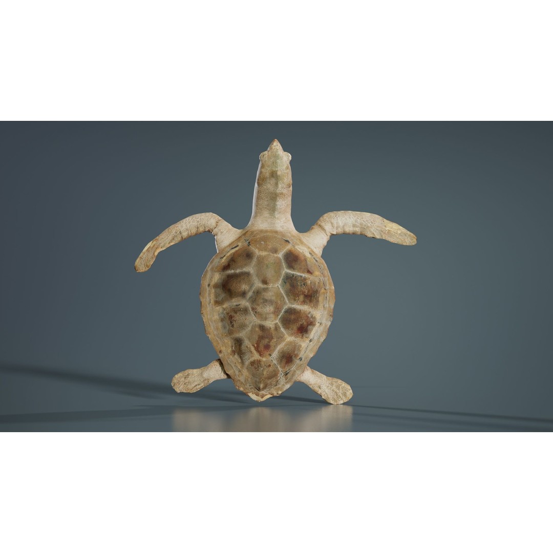 Sea Turtle 3D Model – Low Poly Game Asset, PBR Textures, FBX - View 3