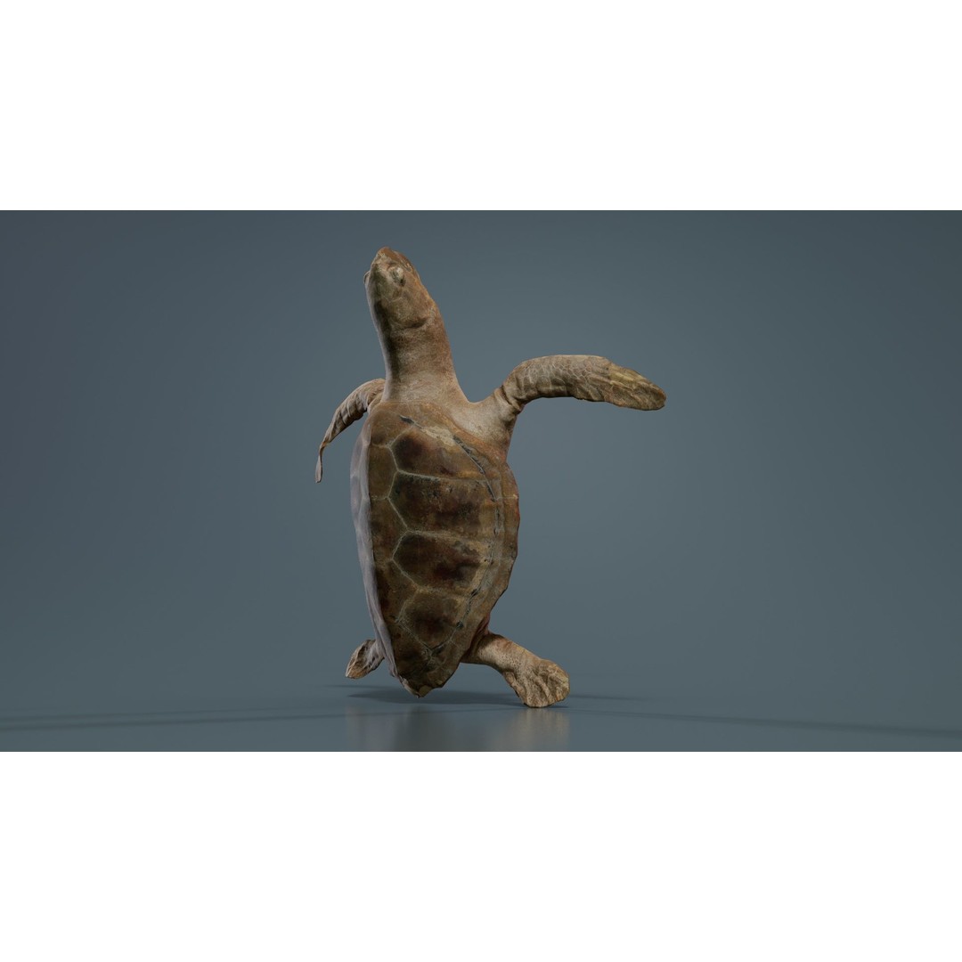 Sea Turtle 3D Model – Low Poly Game Asset, PBR Textures, FBX - View 4