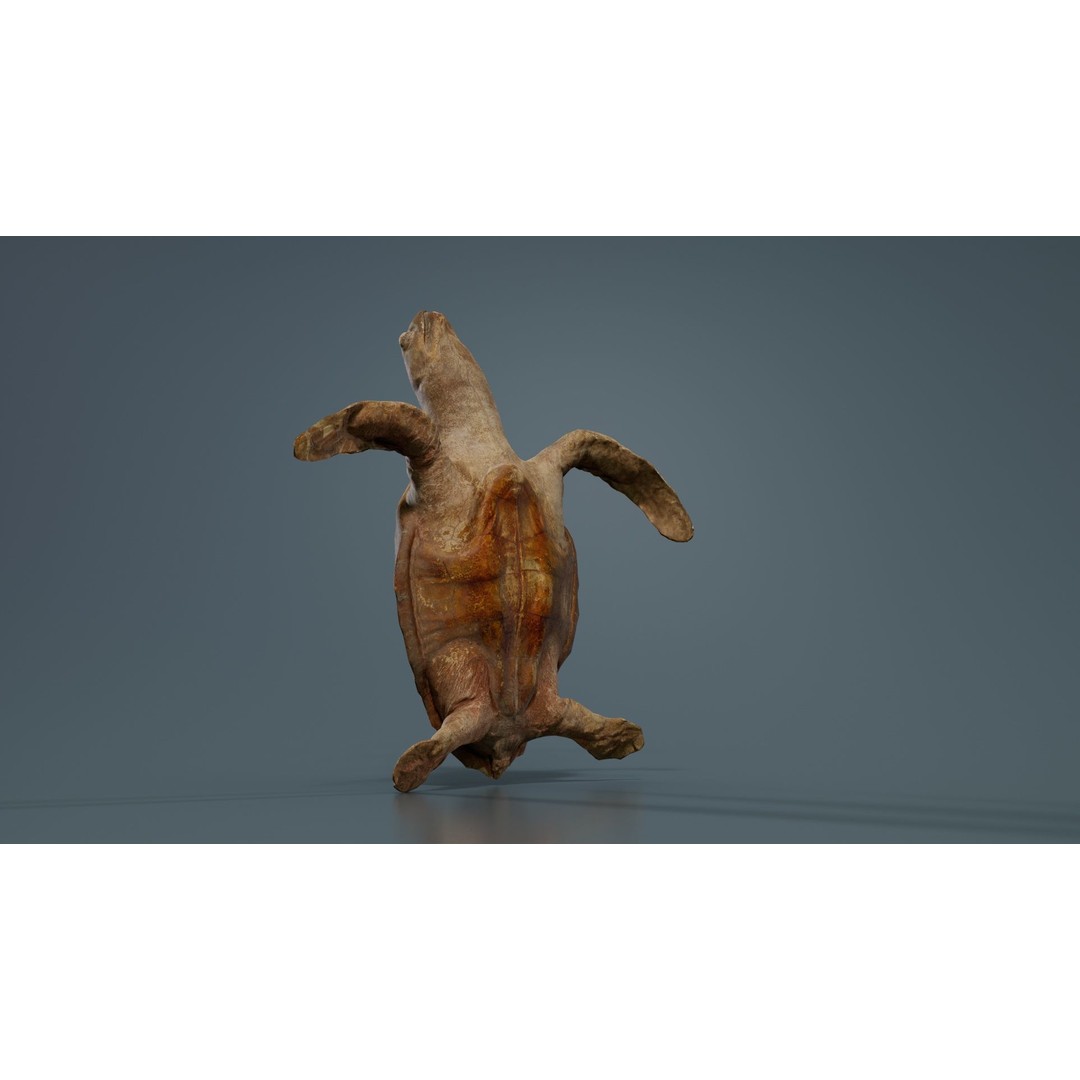 Sea Turtle 3D Model – Low Poly Game Asset, PBR Textures, FBX - View 6