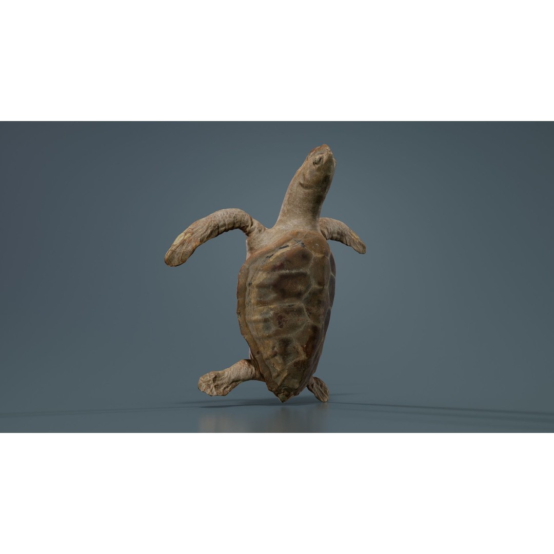 Sea Turtle 3D Model – Low Poly Game Asset, PBR Textures, FBX - View 7