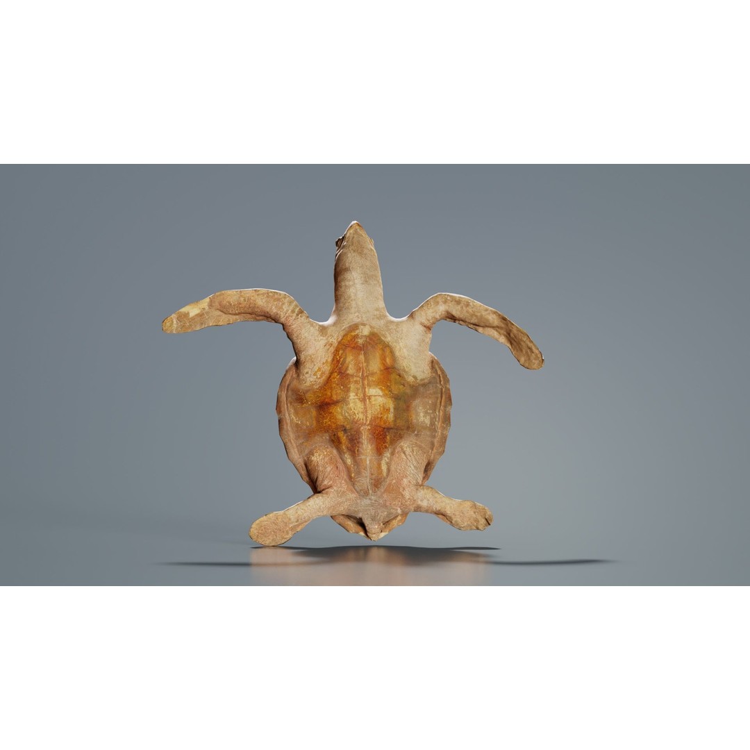 Sea Turtle 3D Model – Low Poly Game Asset, PBR Textures, FBX - View 9