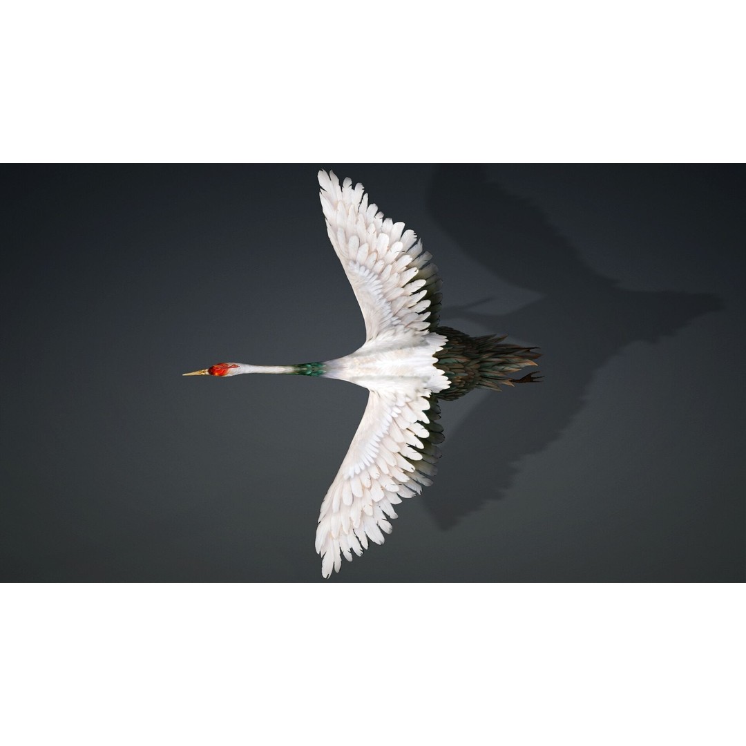 Crane Bird-B3 3D Model – Rigged Animated Asset with PBR Textures - View 12