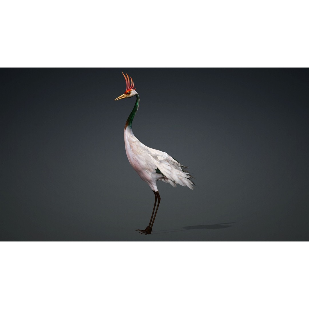 Crane Bird-B3 3D Model – Rigged Animated Asset with PBR Textures - View 13