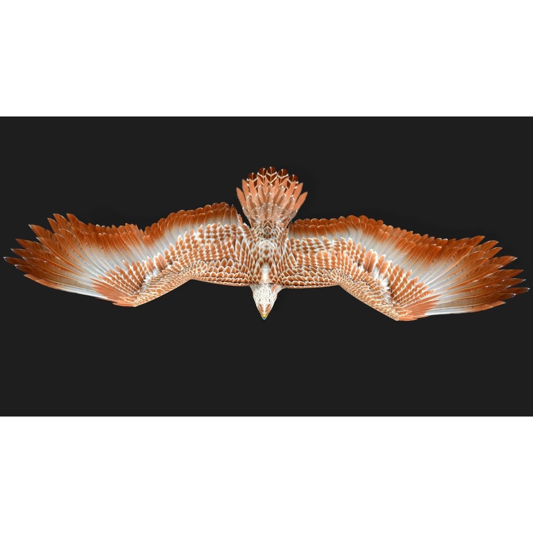 Eagle V2E 3D Model – Rigged Animated Bird with PBR Textures - View 11