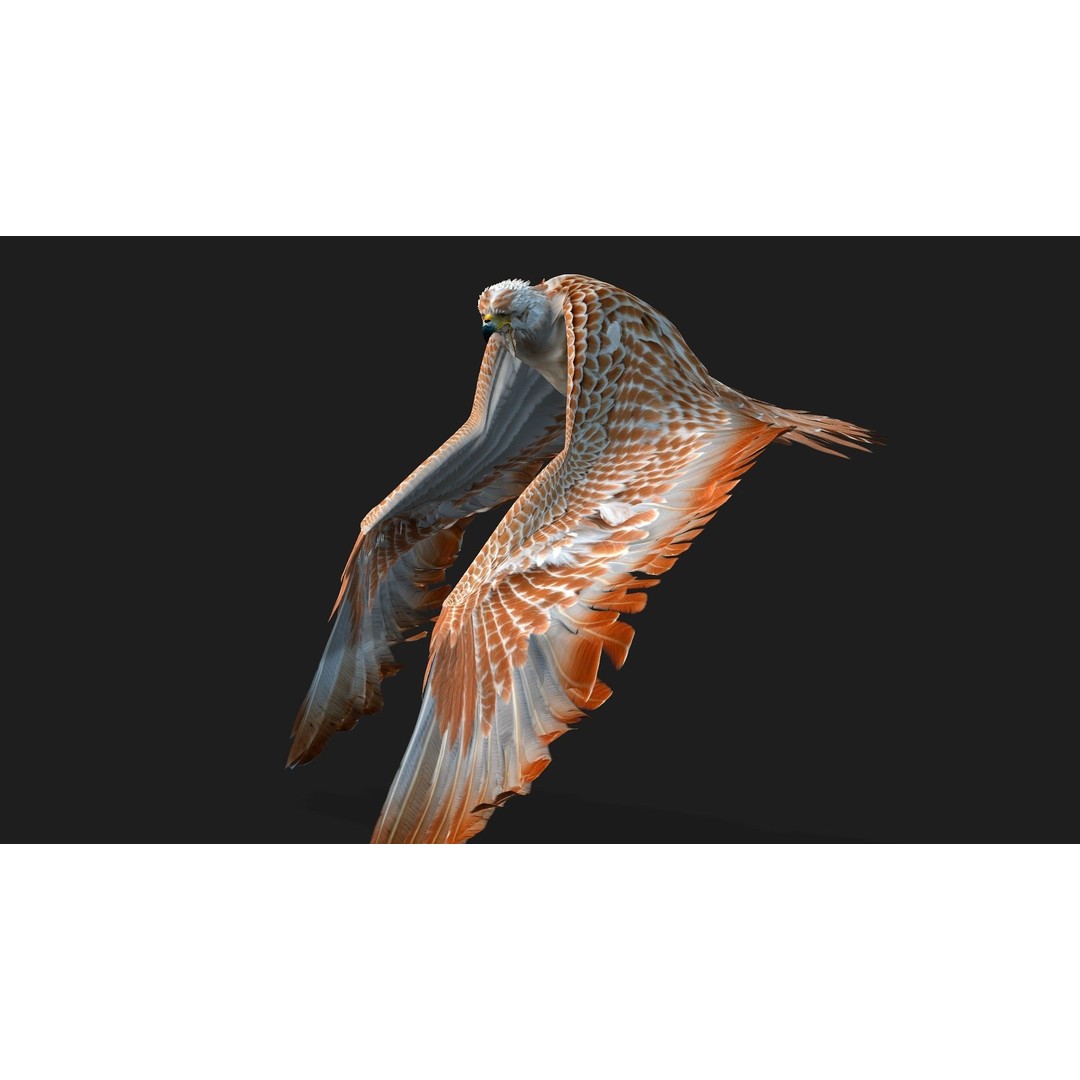 Eagle V2E 3D Model – Rigged Animated Bird with PBR Textures - View 15