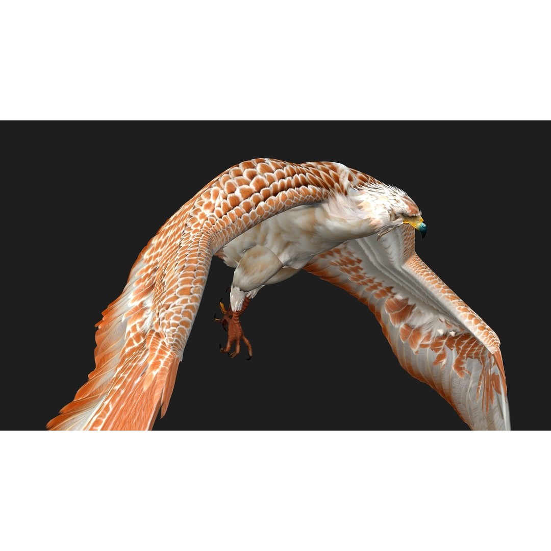 Eagle V2E 3D Model – Rigged Animated Bird with PBR Textures - View 16