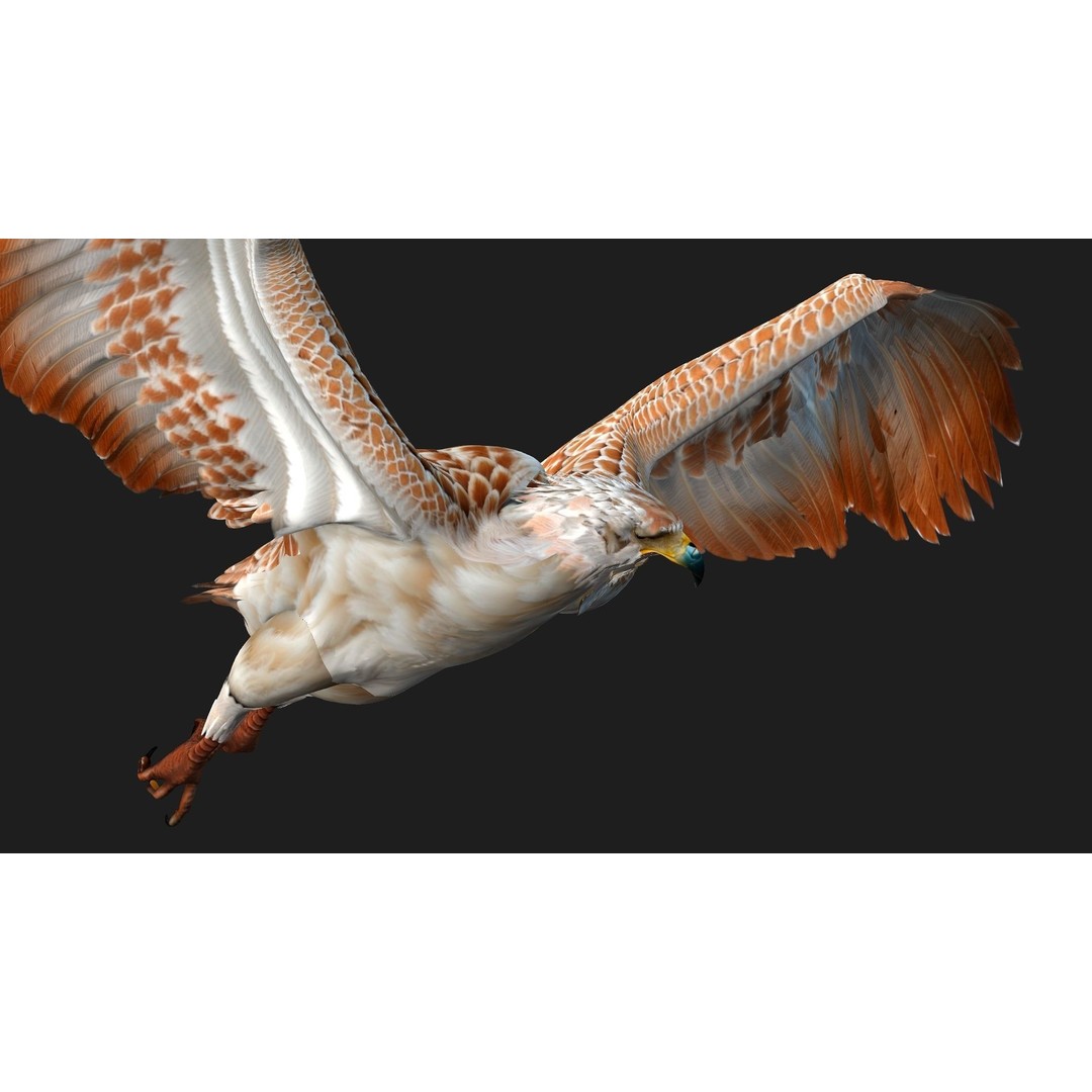 Eagle V2E 3D Model – Rigged Animated Bird with PBR Textures - View 17