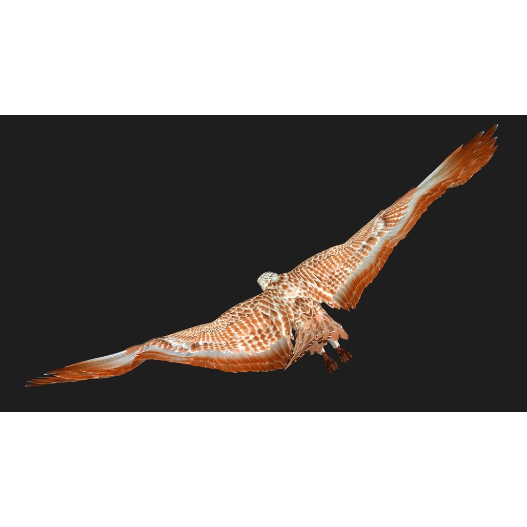 Eagle V2E 3D Model – Rigged Animated Bird with PBR Textures - View 18