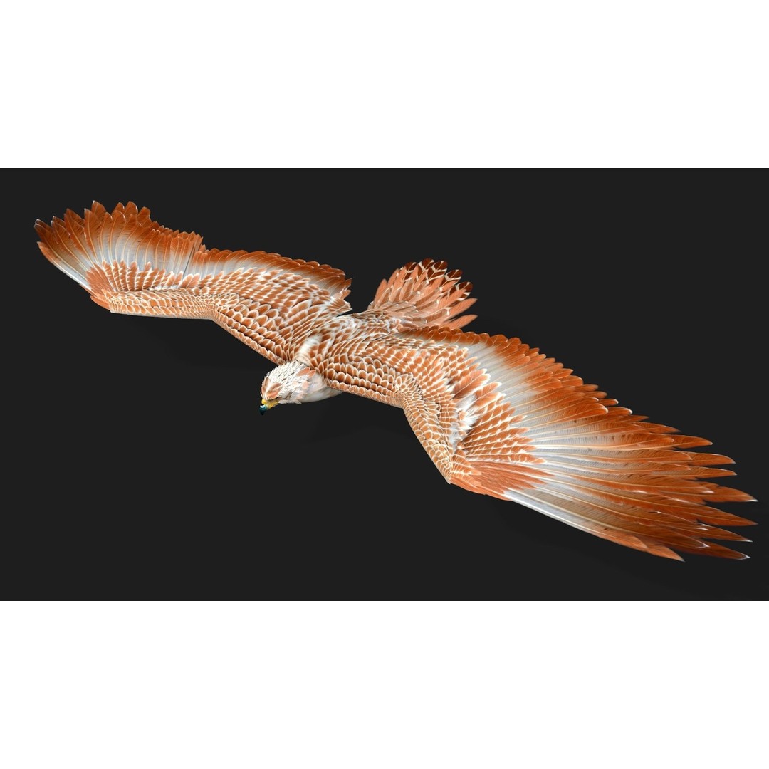 Eagle V2E 3D Model – Rigged Animated Bird with PBR Textures - View 3