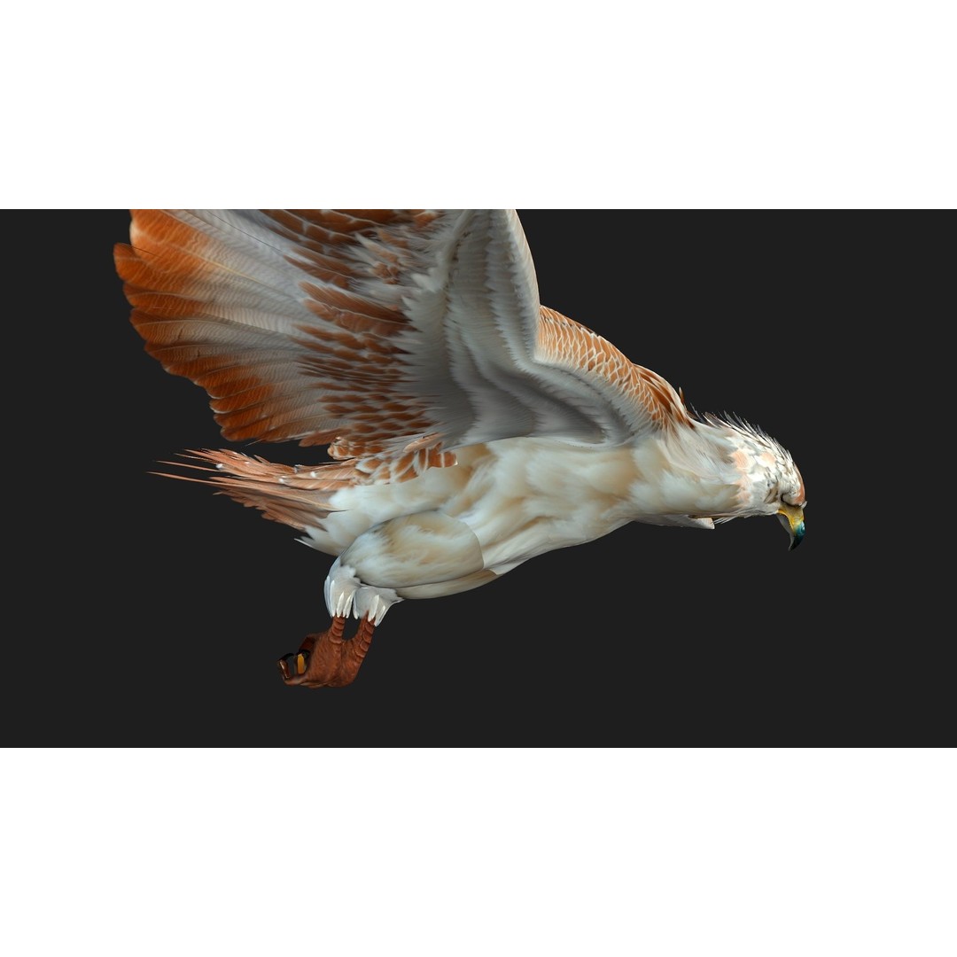 Eagle V2E 3D Model – Rigged Animated Bird with PBR Textures - View 7