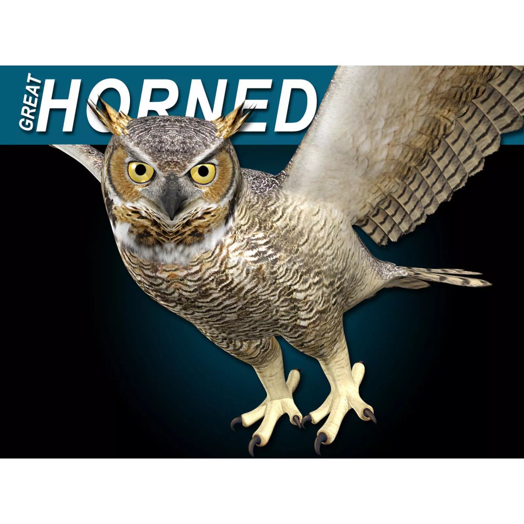 Great Horned Owl 3D Model – Rigged Animated Flight Asset, FBX - View 2