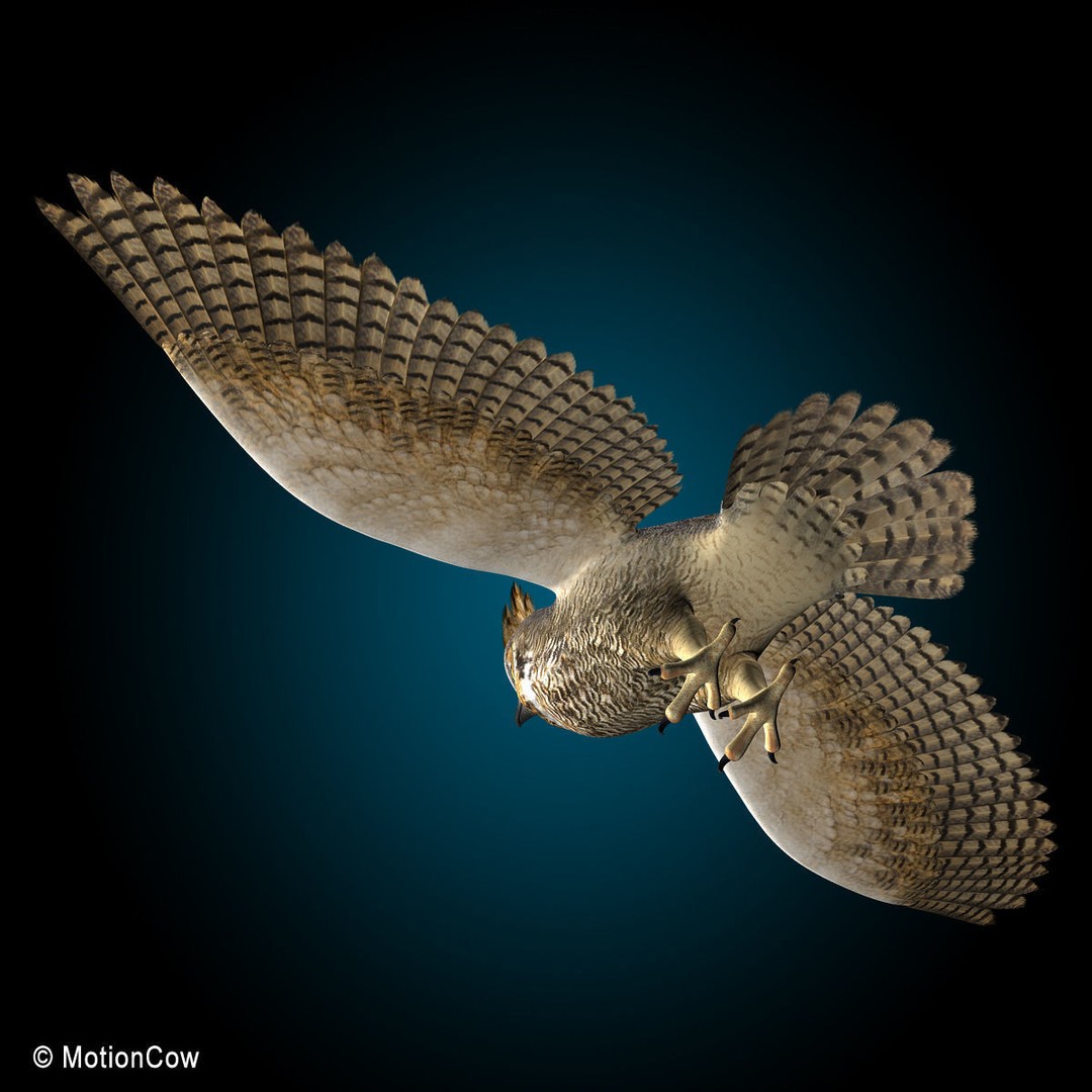 Great Horned Owl 3D Model – Rigged Animated Flight Asset, FBX - View 8