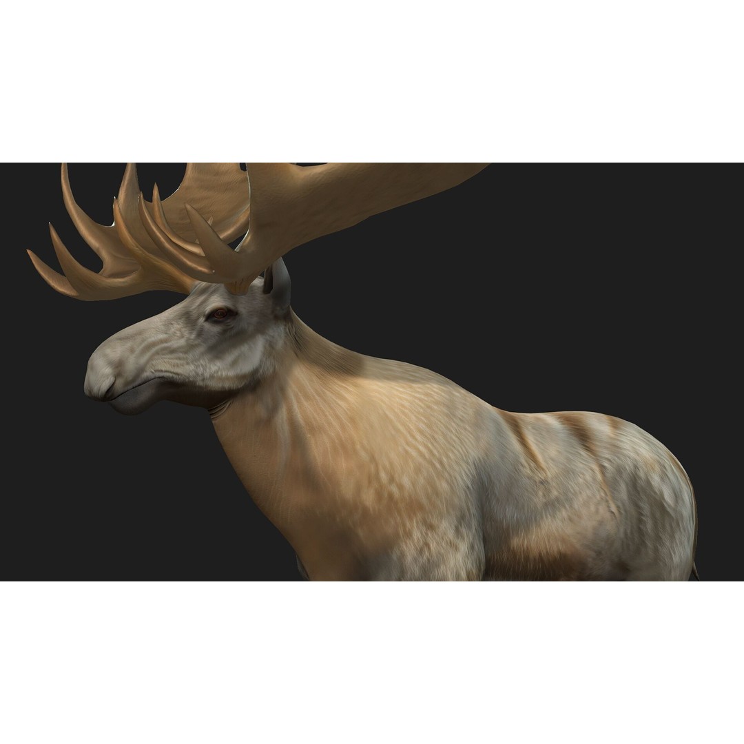 Moose 3D Model – Rigged Animal Asset with PBR Textures, FBX - View 14