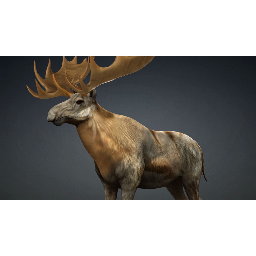 Moose 3D Model – Rigged Animal Asset with PBR Textures, FBX - View 3