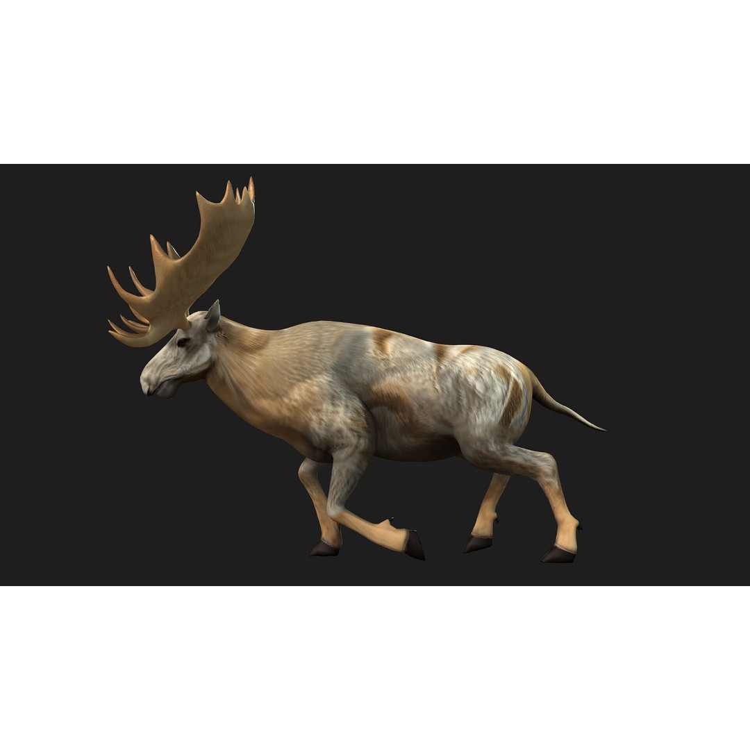 Moose 3D Model – Rigged Animal Asset with PBR Textures, FBX - View 4