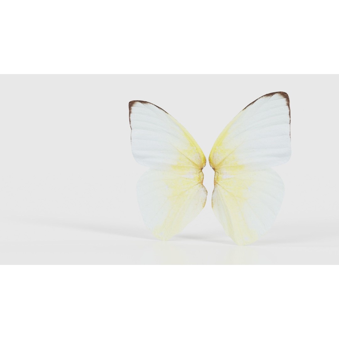 Common Emigrant 3D Model – Low Poly Insect with PBR Textures, FBX