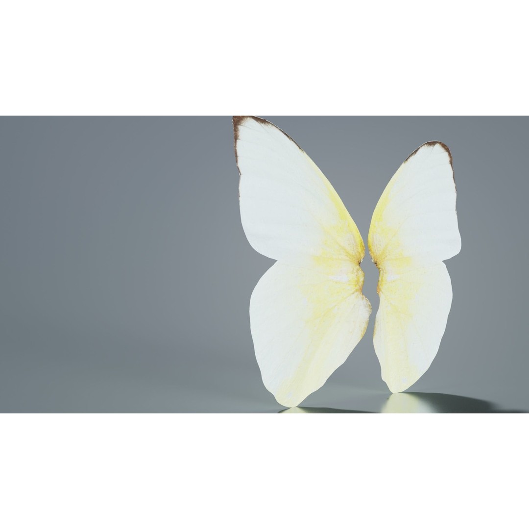 Common Emigrant 3D Model – Low Poly Insect with PBR Textures, FBX - View 10