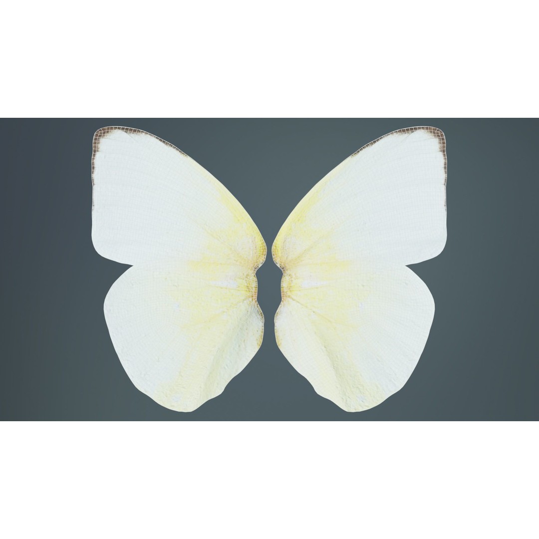 Common Emigrant 3D Model – Low Poly Insect with PBR Textures, FBX - View 12