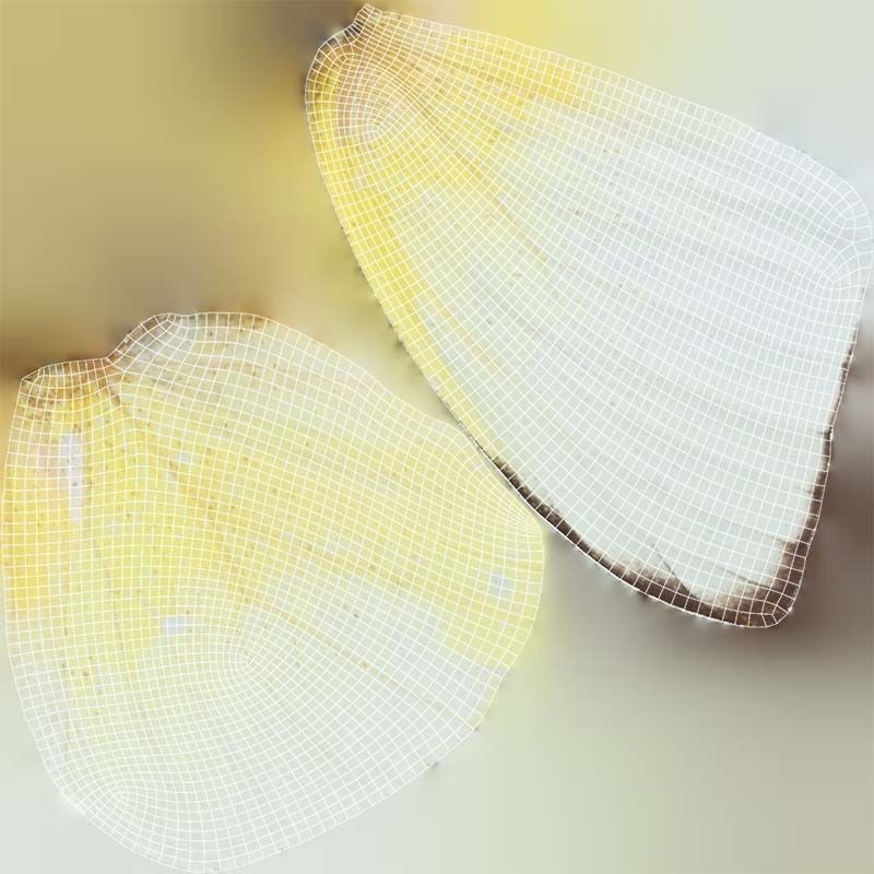Common Emigrant 3D Model – Low Poly Insect with PBR Textures, FBX - View 16