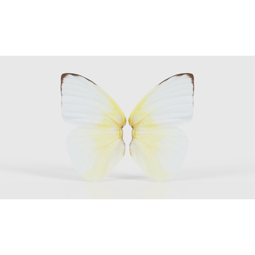 Common Emigrant 3D Model – Low Poly Insect with PBR Textures, FBX - View 17