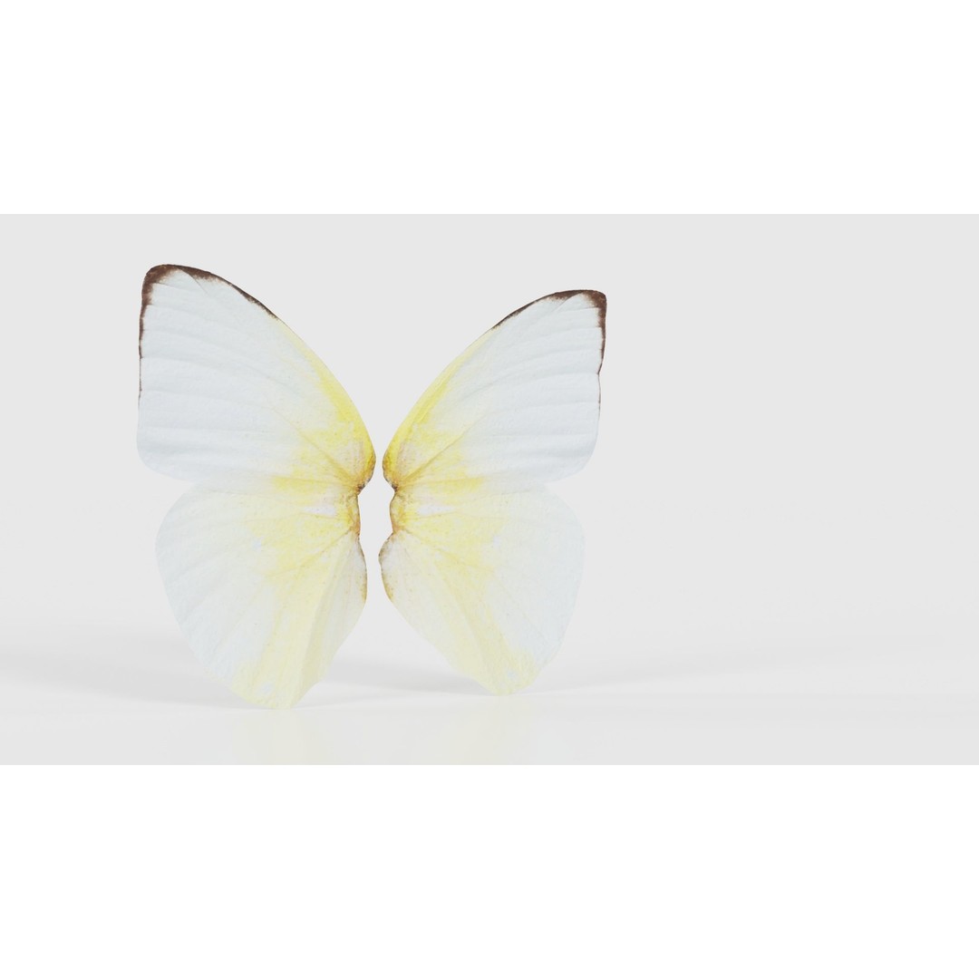 Common Emigrant 3D Model – Low Poly Insect with PBR Textures, FBX - View 18