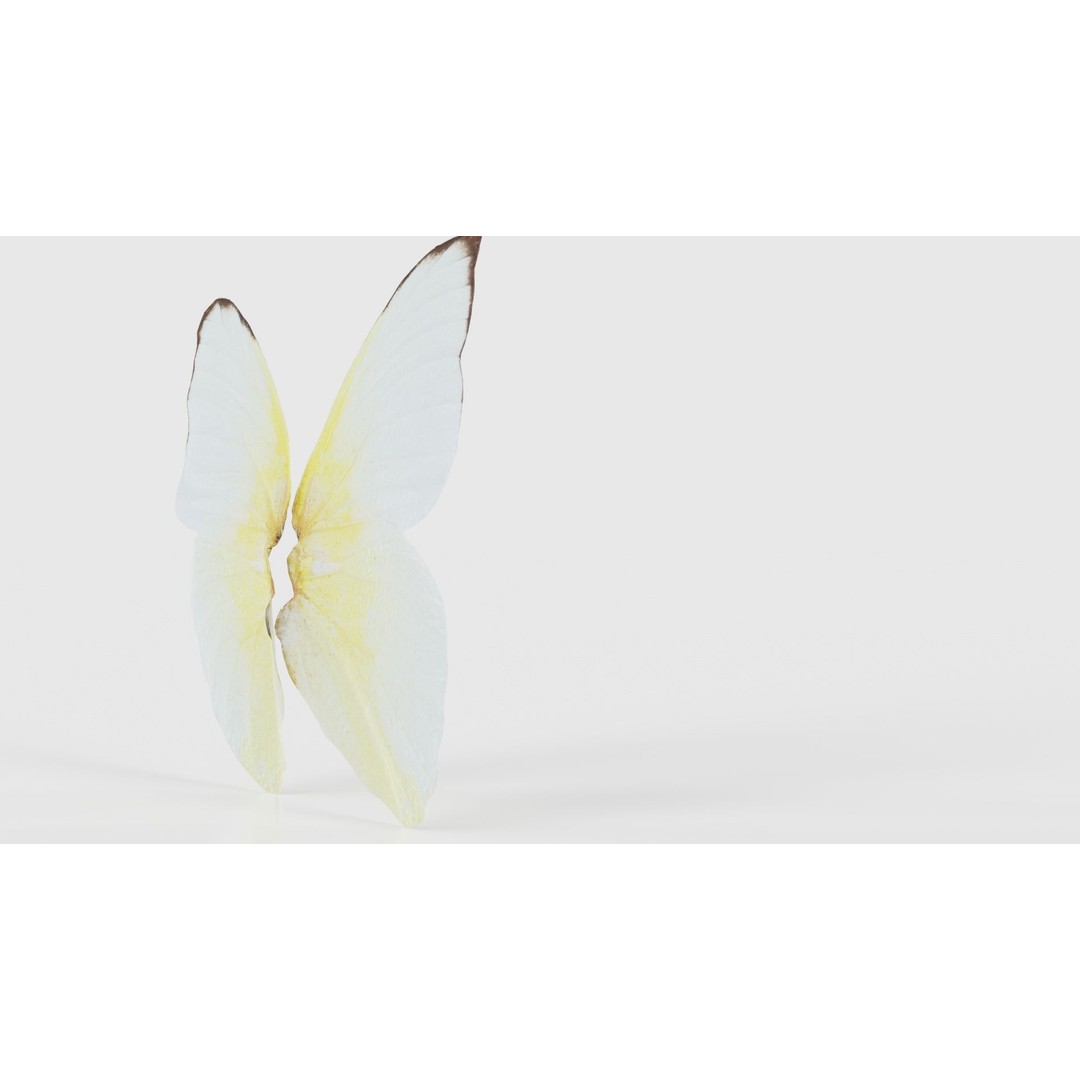 Common Emigrant 3D Model – Low Poly Insect with PBR Textures, FBX - View 21
